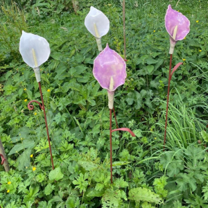 Artists/Images/ResizedExtra/agnes avermaete_image_calla.jpg